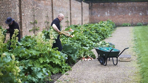 Two gardeners harvest rhubarb from a large garden border in the walled kitchen garden at Clumber Park.